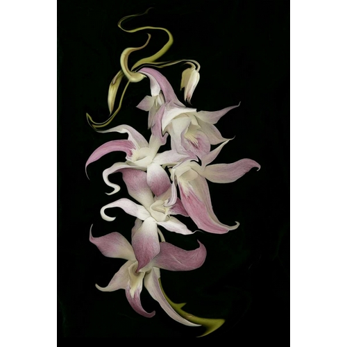 Abstract orchid artwork, digitally manipulated